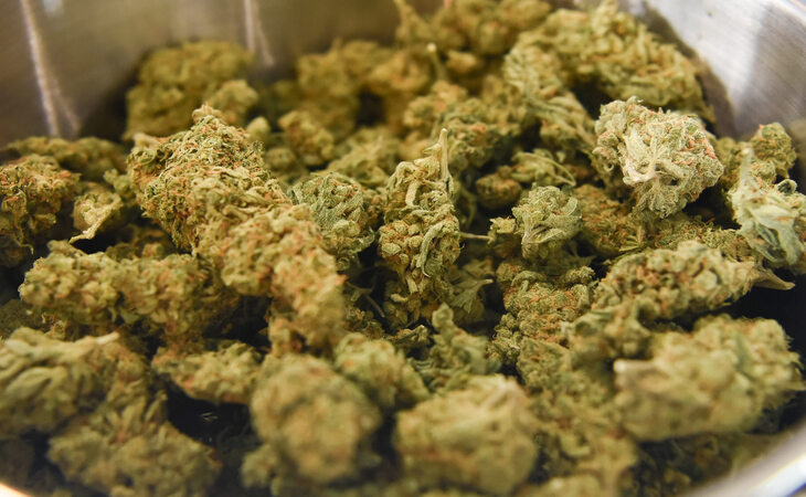 Cannabis