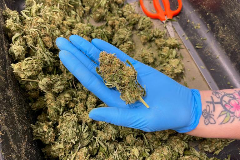 cannabis kopen online